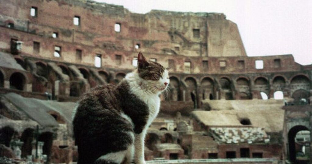 Cats in Italy - beloved and protected