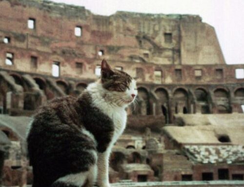 Cats in Italy – beloved and protected
