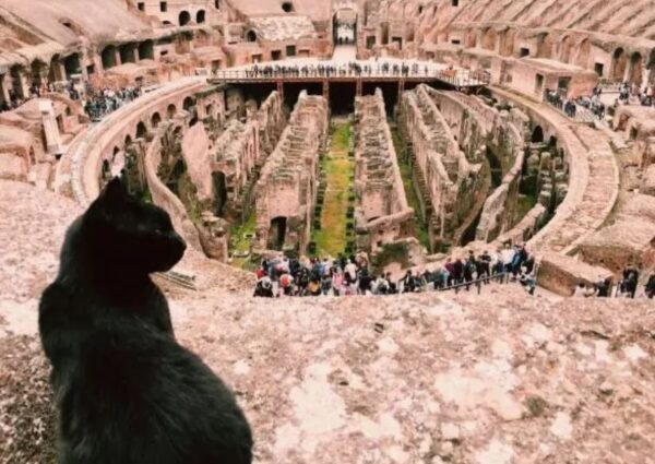 Cats in Italy – beloved and protected – The Italian Cultural Foundation