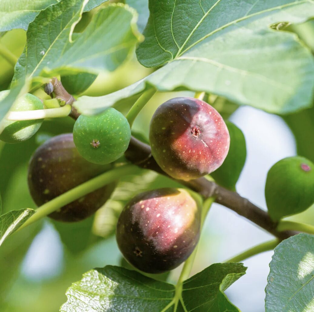 04/30 • The Italian Fig Tree: A Living Cultural Legacy